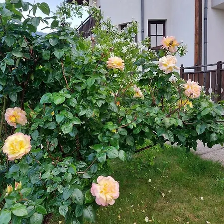 Pinerose Bansko